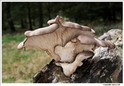 Honey Fungus 2